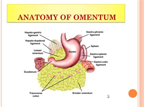 omentum meaning in kannada|How to say omentum in Kannada .